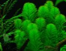 Myriophyllum Aquaticum